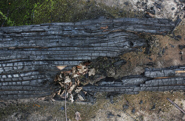  Charred black burnt wood texture close-up for background, pattern, banner