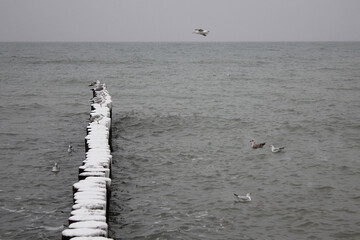 Seagulls sitting on snow-covered wooden poles in the sea in winter