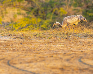 A Common Crane taking food in field