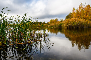 In autumn, the lake is abundantly overgrown with yellow reeds and cattails, which are reflected in the calm water surface. On the shore of the lake - birches with golden foliage.