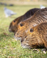 Closeup of Nutrias in greenery field