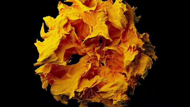 Yellow abstract particle flower opens, 3d animation, top view, has alpha mask