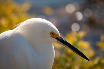 Egret profile with blurred background