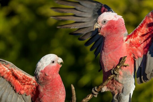 Fighting Galahs in Austra
