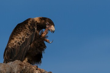 A Wedge-tailed Eagle with an Itch to Scrathing