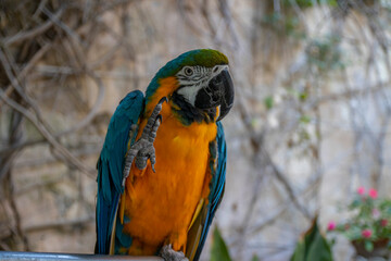 a beautiful and colorful parrot in Malta
