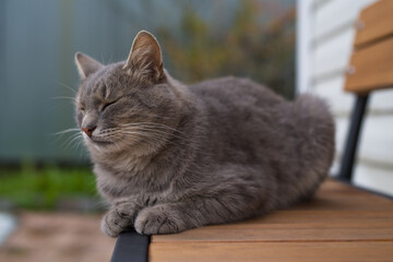 a grey cat sleeps on a wooden bench in the garden