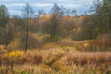Fototapeta premium autumn landscape of the forest