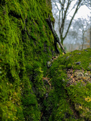 moss on tree