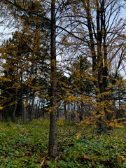 autumn in the forest