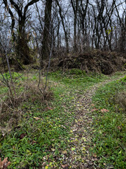 footpath in the woods