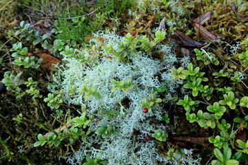 Moose und Flechte auf einem Felsen auf einem Berg