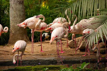 Lots of pink flamingos in the bird park