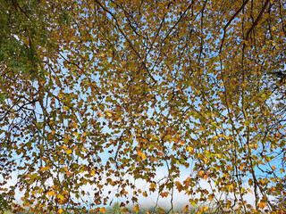 Autumn leaves on a blue sky background