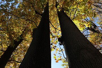初秋の青空に伸びる大木のシルエット