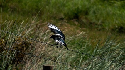 Eurasian magpie, Pica pica landing on a metallic fence in the field