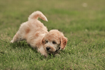 Ein Pudel Mädchen spielt im Rasen