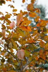 Red Beech tree leaves seen upwards in autumn