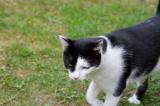 Black and white cat walking through a garden