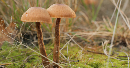 Mushrooms in the wild forest