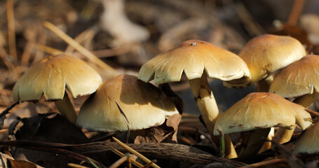 Mushrooms in the wild forest