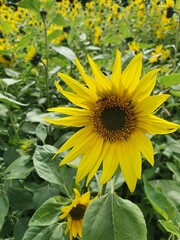 sunflower in the garden