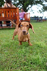 Cute dachshund puppy on grass 
