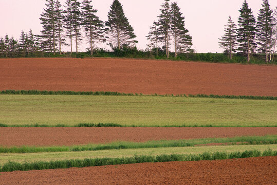 Freshly plowed and previously planted farm fields, Queens County, Prince Edward Island, Canada