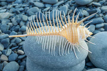 Shell with many needles on turret of large stones against background of small stones on summer beach.