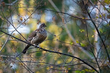 Ruffed grouse on a branch