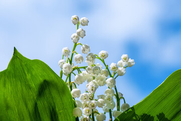 Small white flowers on thin green stems with huge green leaves against blue cloudy sky. Lilies of valley against cloudy sky.