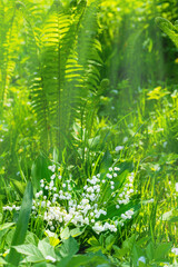 Lilies of valley and green long fern against background of green forest illuminated by rays of sun.