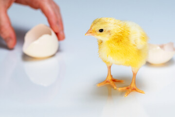Birth of small chicken. Tiny yellow chick in full length.