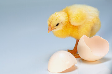 Yellow little chick looks to side and stands next to eggshell on background with copy-space.