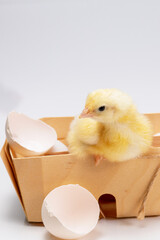 Small fluffy yellow chick and eggs in the box. Cardboard box with broiler chicken.
