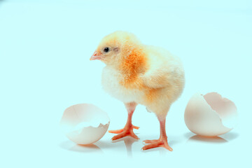Little soft chick and egg shell isolated on clean blue background.
