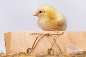 Wooden box with little yellow chick. Chicken sits on wooden on white background.