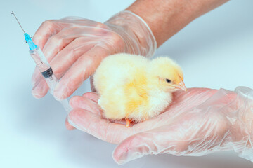 Veterinarian holds tiny yellow chicken in his hand. Chick is treated with injections.