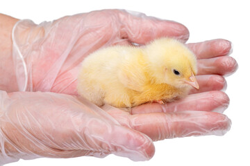 Small broiler chick sits in hands of man on white isolated background.