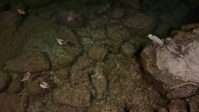 Rapallo Aquarium many ducks and many fish