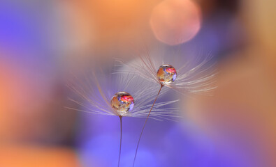 Beautiful Nature Background.Floral Art Design.Abstract Macro Photography.Pastel Flower.Dandelion Flowers.Blue Background.Creative Artistic Wallpaper.Wedding Invitation.Celebration,love.Close up View.