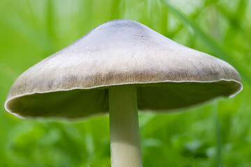 Un fungo che spuntava nel mezzo di un prato