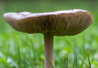 Un fungo che spuntava nel mezzo di un prato