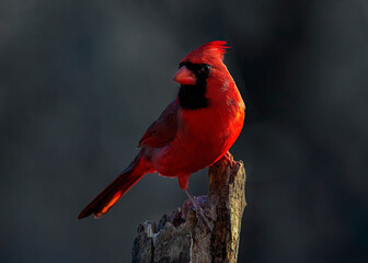 cardinal with dark background