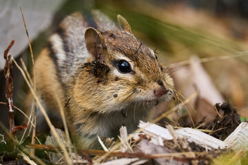 Chipmunk digging in the dirt