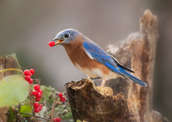 bluebird with red berry