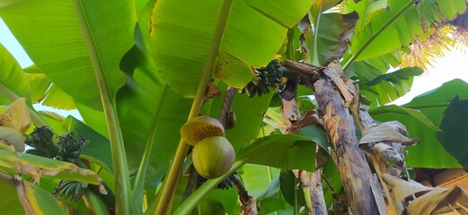 green trees of coconut plants, bananas and plane trees
