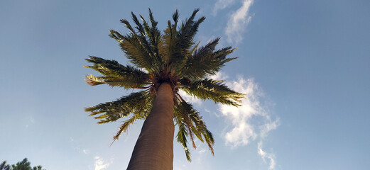 a very high lonely trunk of a palm tree in the sky from below