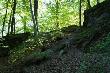 Fototapeta na wymiar Forest in Altenberg