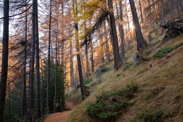 Hiking trail through a larch forest in Engadin Valley, Switzerland during autumn